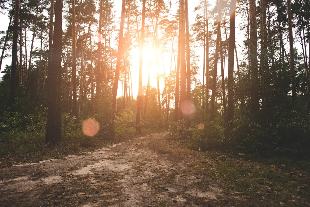 A lens flare appearing on a photo of a sunrise in the forest taken with an iPhone